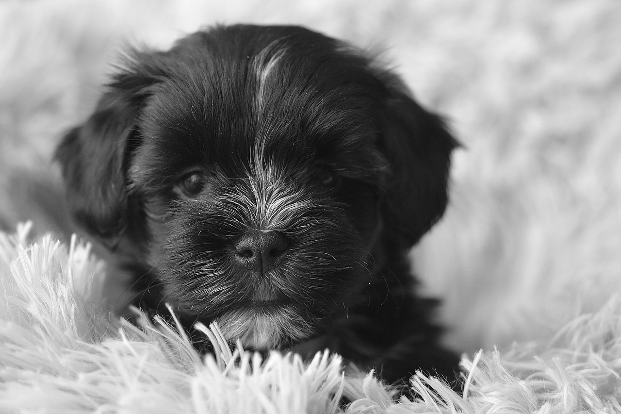 dog-7170440_1280