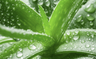 Aloe