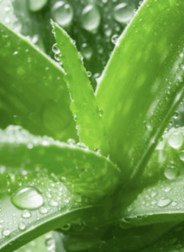 Aloe