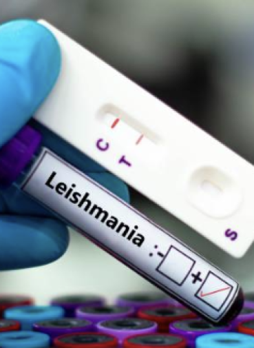 Leishmaniosi Leishmaniosi