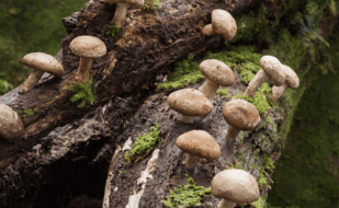Shiitake