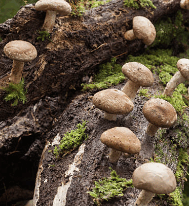 Shiitake