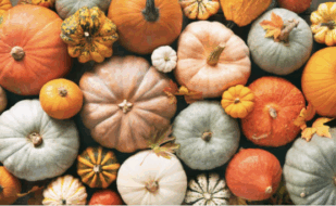 Zucca