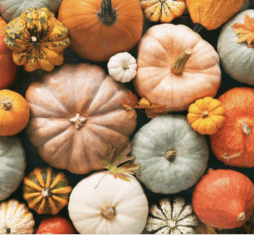 Zucca